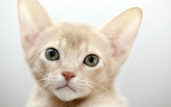 经常打猫咪的后果严重吗