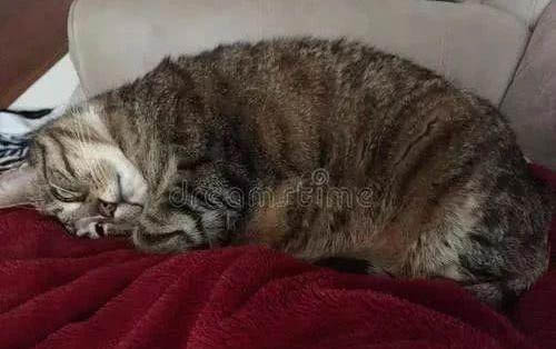 猫总是抓耳朵是什么原因