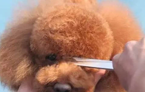 泰迪眼屎白色脓状是怎么了