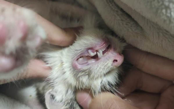 小猫不听话打它会不会记仇?