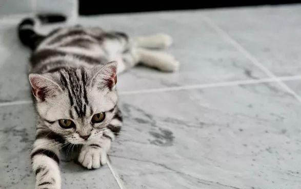 多长时间给猫洗一次澡
