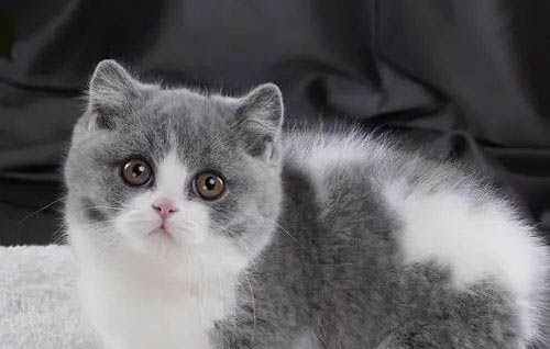 英短和布偶猫哪个好养