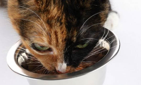 猫咪长期吃鸡胸肉的好处与坏处有哪些