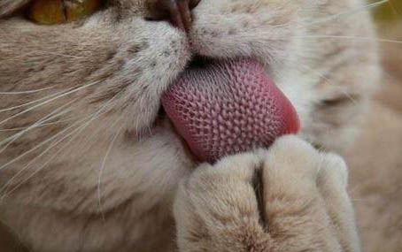 猫的反应速度有多快?
