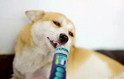 幼犬要多久晚上才不叫