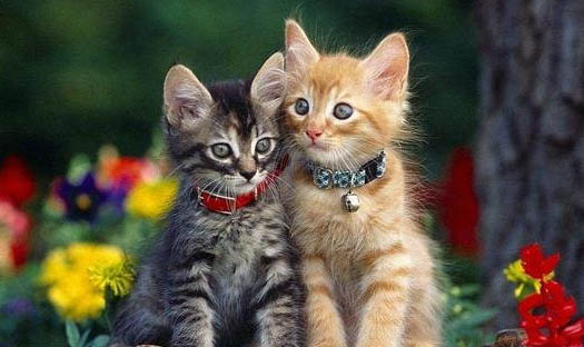 猫猫不能吃什么?