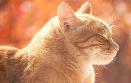 猫咪不拉便便不尿尿怎么办