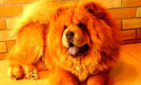 松狮犬的优缺点有哪些?