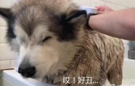 阿拉斯加犬聪明么