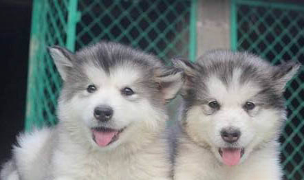 阿拉斯加犬多大可以吃成犬粮了
