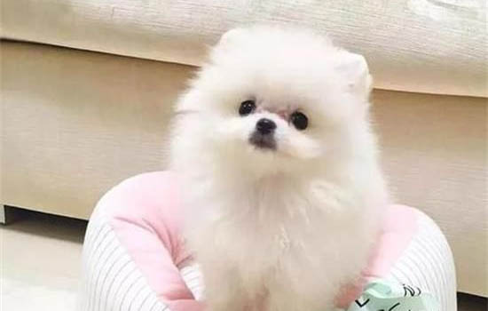 博美幼犬怎么看纯不纯