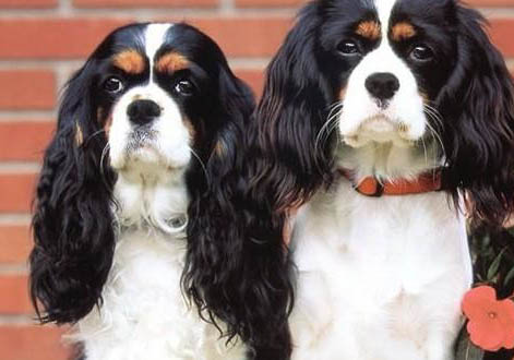 西班牙小猎犬老喝水是什么原因