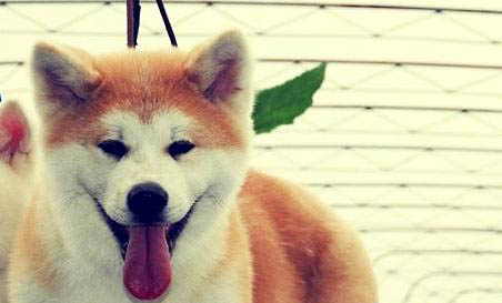 柴犬智商排名第几
