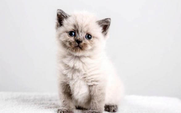 刚出生的小猫咪人工喂奶每次喂多少毫升？