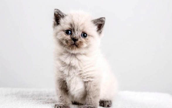 小猫吃体内驱虫药后拉稀禁食多久？