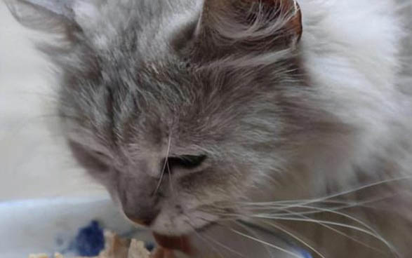 小猫携带狂犬病毒能活多久