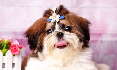 拉萨犬的特征