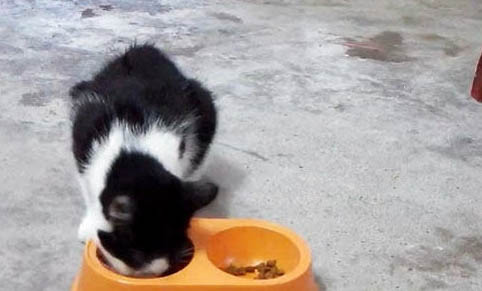 猫尿失禁是不是要死了