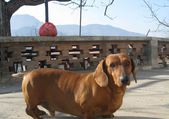 腊肠犬多少钱一只