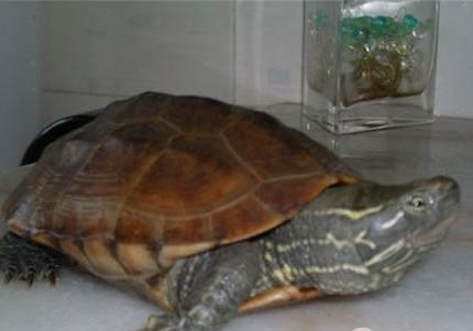 乌龟多久可以不吃东西