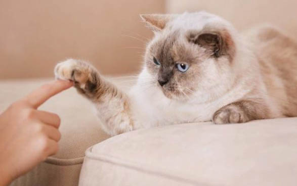 猫咪为什么要乱拉屎尿的原因