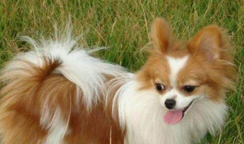 蝴蝶犬幼犬的特征
