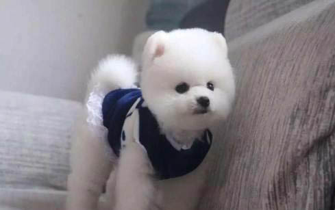 狗狗细小为什么要打针七天呢