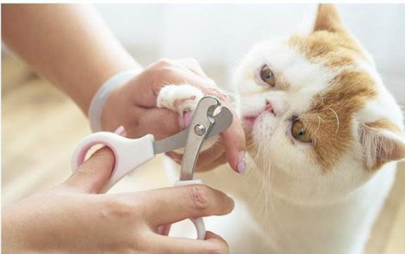 小猫崽眼睛反复被粘住怎么办