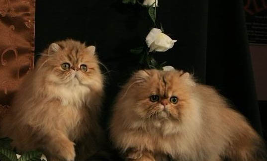 金吉拉猫到处尿的原因及处理方法