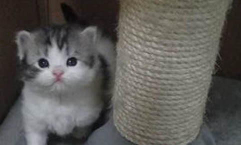 猫咪打了妙三多后的不良反应