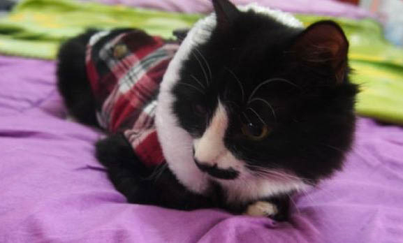 猫咪在被窝里睡觉会不会闷死