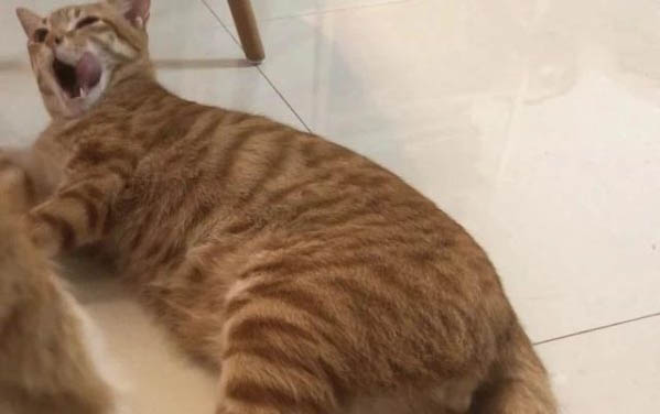猫咪的口腔怎么护理