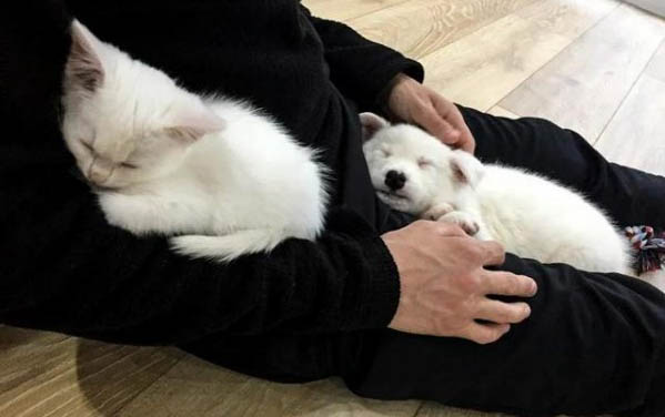 有狗狗知道自己被送人的吗