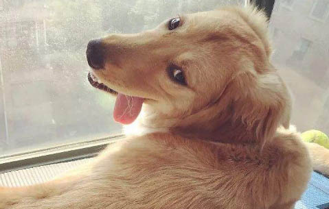 金毛犬可以吃米饭吗?
