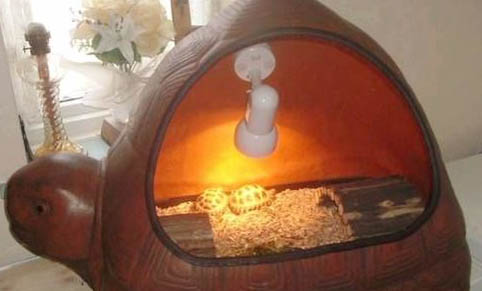 苏卡达陆龟一只200元