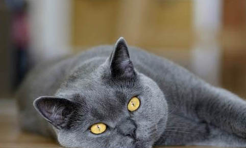 猫胃肠炎的原因及症状有哪些