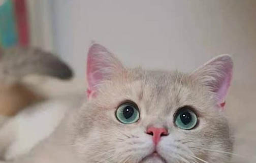 猫咪耳朵烫是什么原因