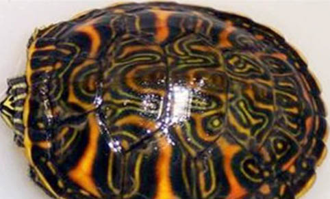 乌龟呛水后是什么症状