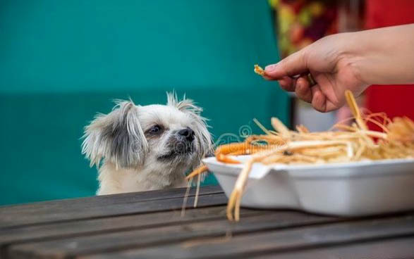 狗狗上吐下泻不吃饭还刨土是怎么回事