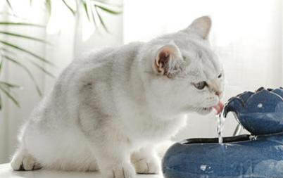 小猫吃了猫砂怎么处理