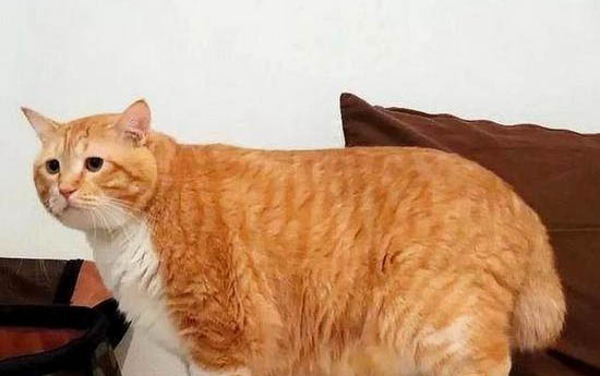 猫咪外貌特征