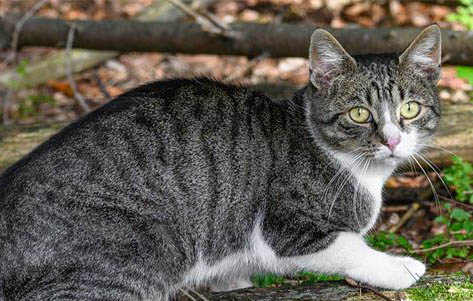 猫咪怀孕多久能见到?