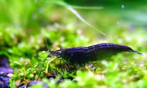 黑壳虾吃水草怎么办