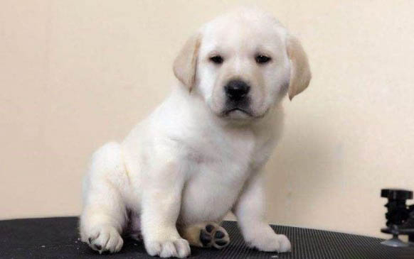 拉布拉多犬舍哪