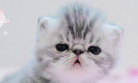 怎么辨别猫的公母