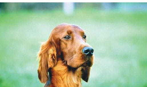 狗狗前腿肿了怎么办
