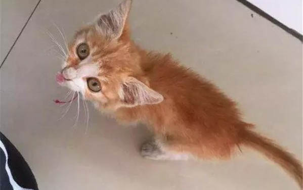刚出生的小猫怎么喂奶