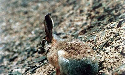 兔子多久发情一次