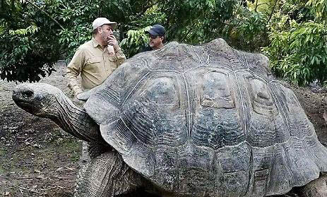 乌龟的假死状态