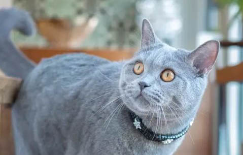 金渐层和蓝猫配出来金